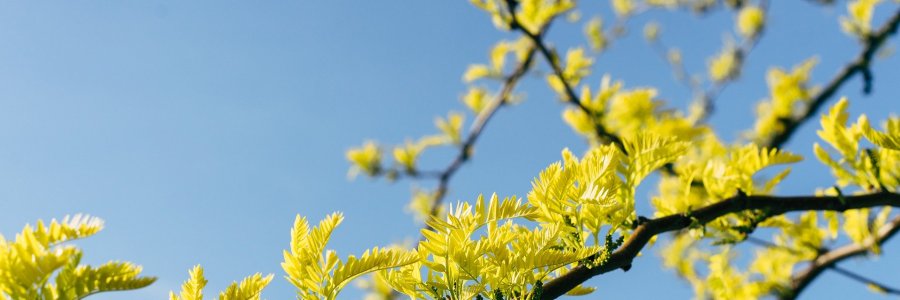 Tree branches against the sky