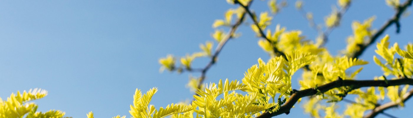 Tree branches against the sky