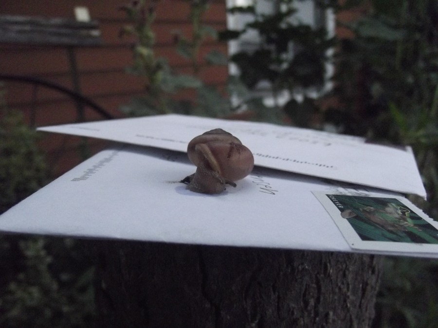 A snail is sitting on a pile of letters.
