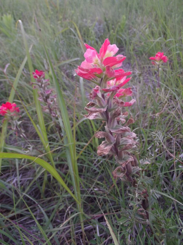 An Indian Paintbrush flower